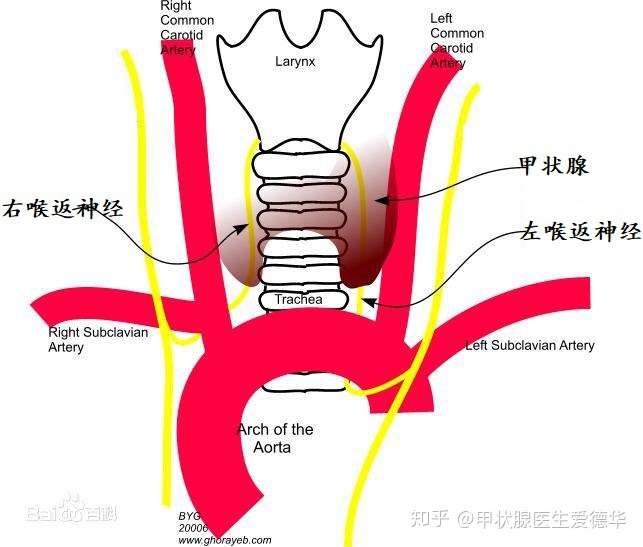 甲状腺血管神经解剖图图片