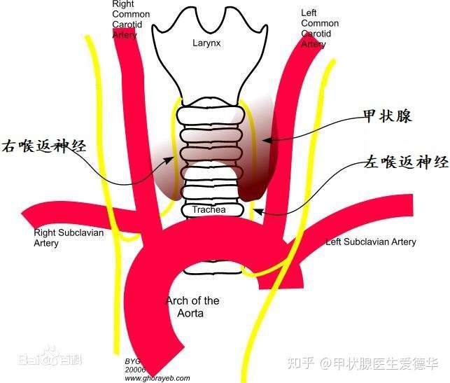 可以看到,喉返神經在鄰近甲狀腺的位置穿行
