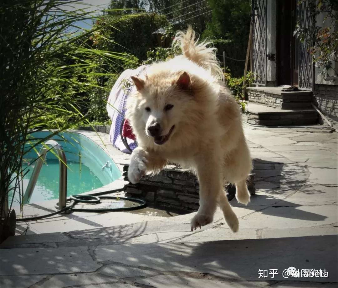 灵活无痛的关节是狗生幸福的前提 知乎 灵活无痛的关节是狗生幸福的前提 知乎