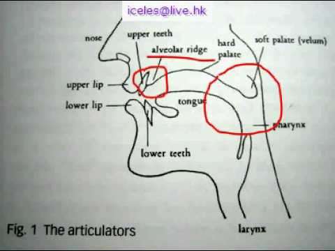 为什么法语美声歌曲或者歌剧选段小舌音r都发的是大舌音
