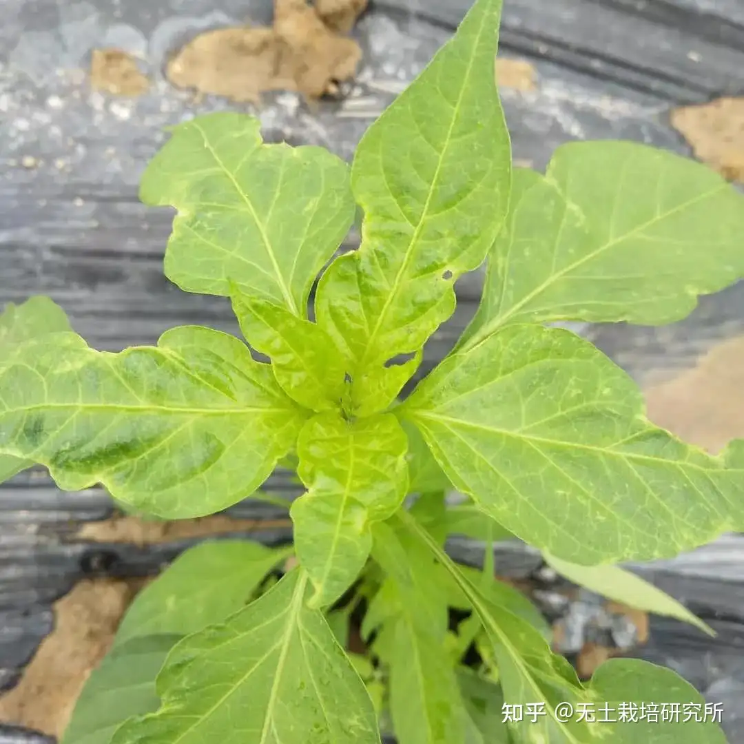 冻害和冷害你分清了吗 冬天辣椒管理不能掉以轻心 知乎