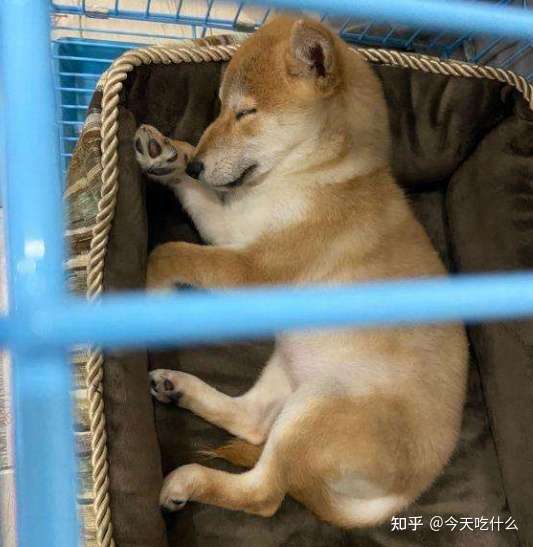 柴犬呕吐是怎么回事 知乎