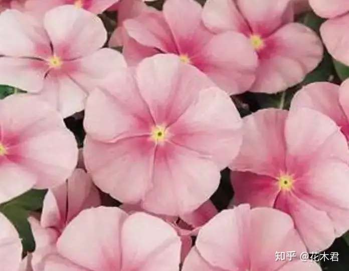 长春花的品种辨识与鉴赏养护 知乎