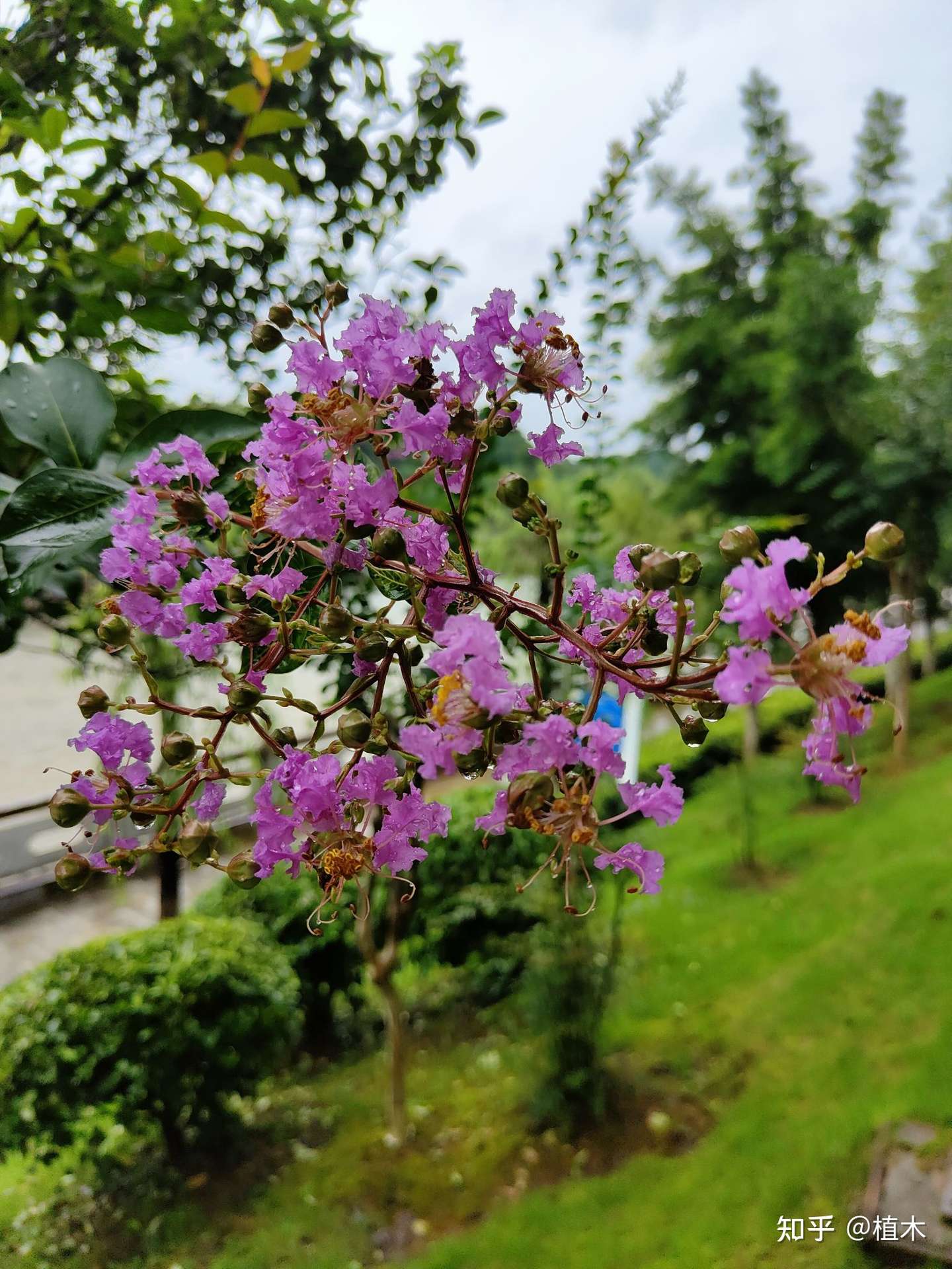 雨天 河堤 今日景 知乎