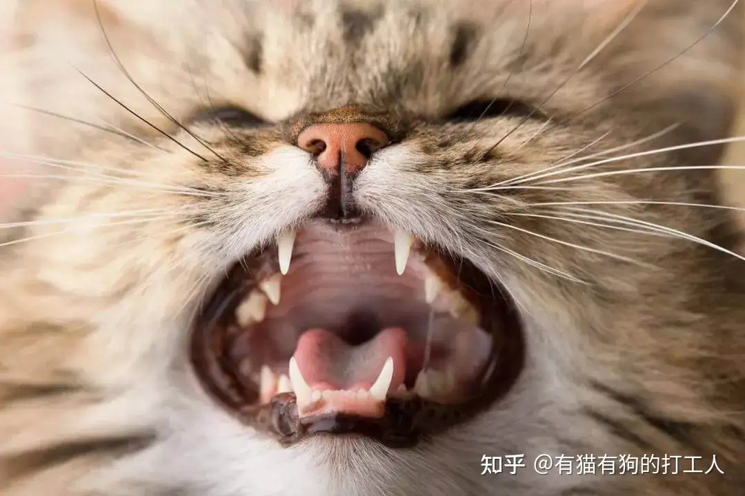 猫咪口臭流口水很可能是口炎 猫口炎的预防及治疗攻略大全 知乎
