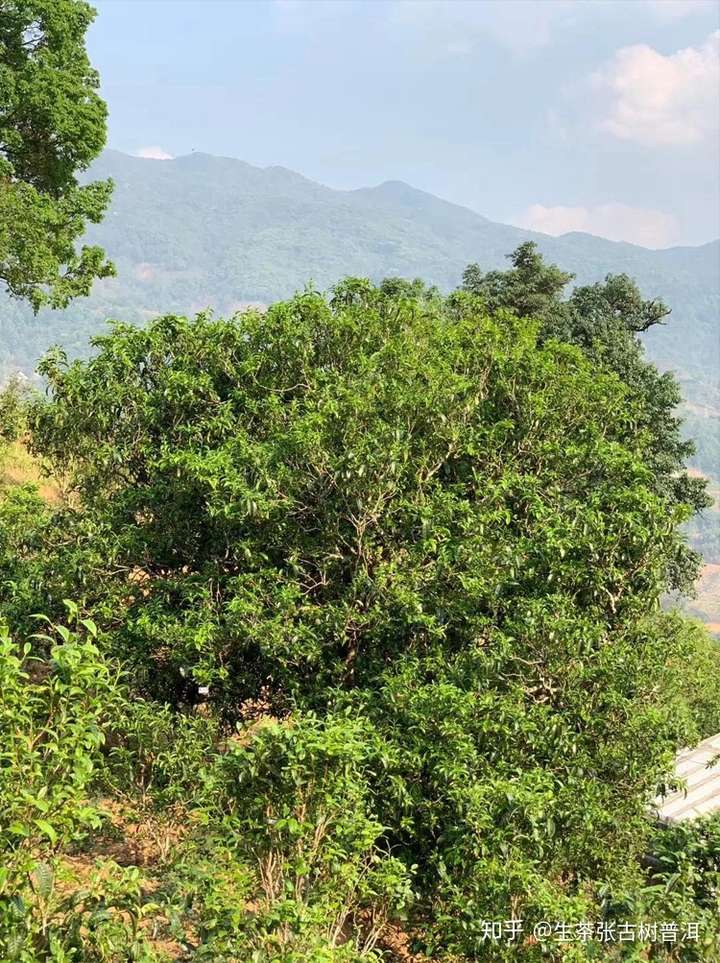 生茶张古树普洱详解冰岛五寨古树茶的口感特点