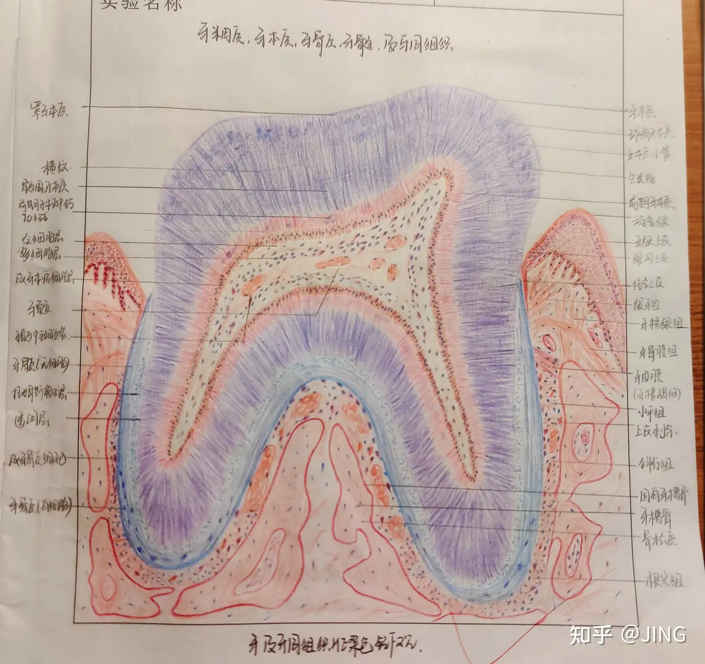 一些口腔组织病理学的红蓝铅笔图- 知乎