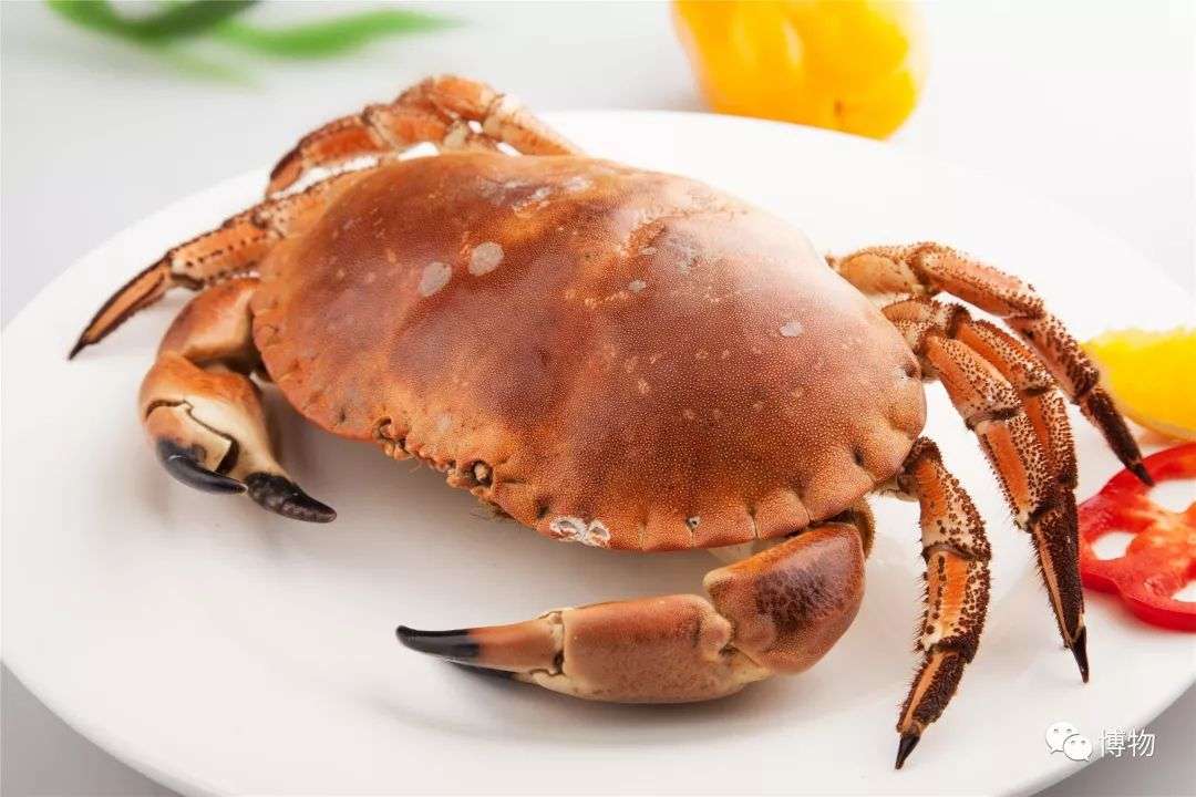 市场常见海蟹图鉴 解人民之烦 饭 忧 知乎