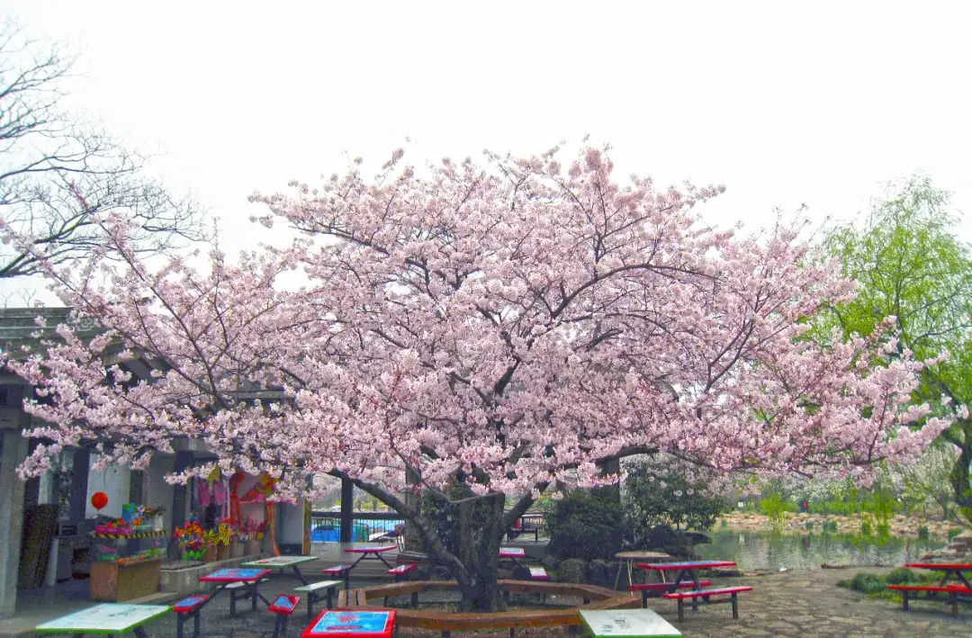 上海植物园21赏樱攻略 知乎