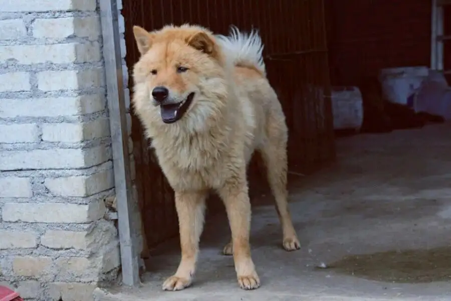 本犬纲目 中国本土狗品种大全 知乎