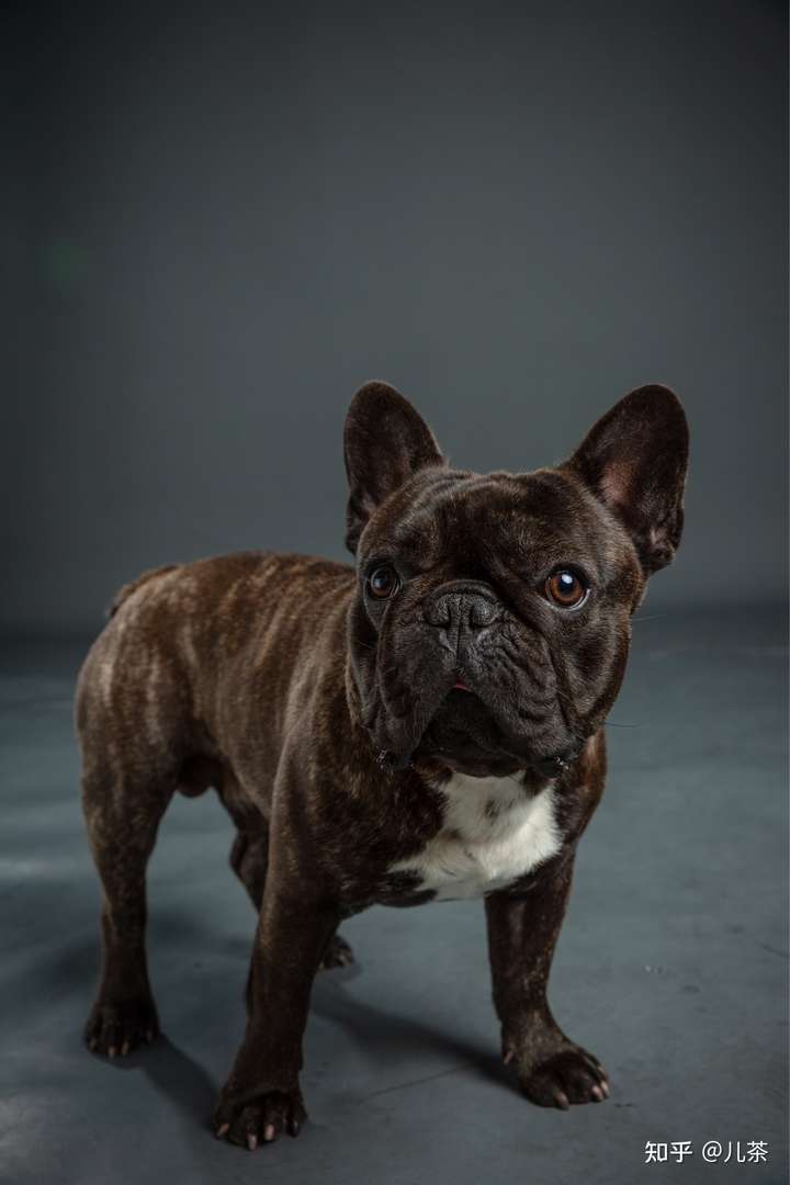 法斗吃什么狗粮可以美毛?