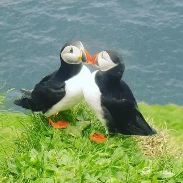 萌萌的生灵们 最全最有趣的冰岛动物百科 冰岛小众旅行攻略 知乎