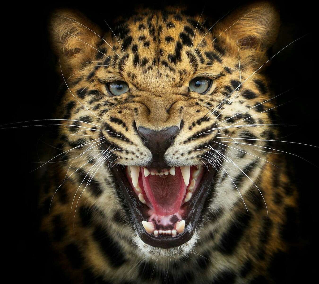 为众人抱薪者,不可使其冻毙于风雪, 为自由开路者,不可使其困顿于荆棘