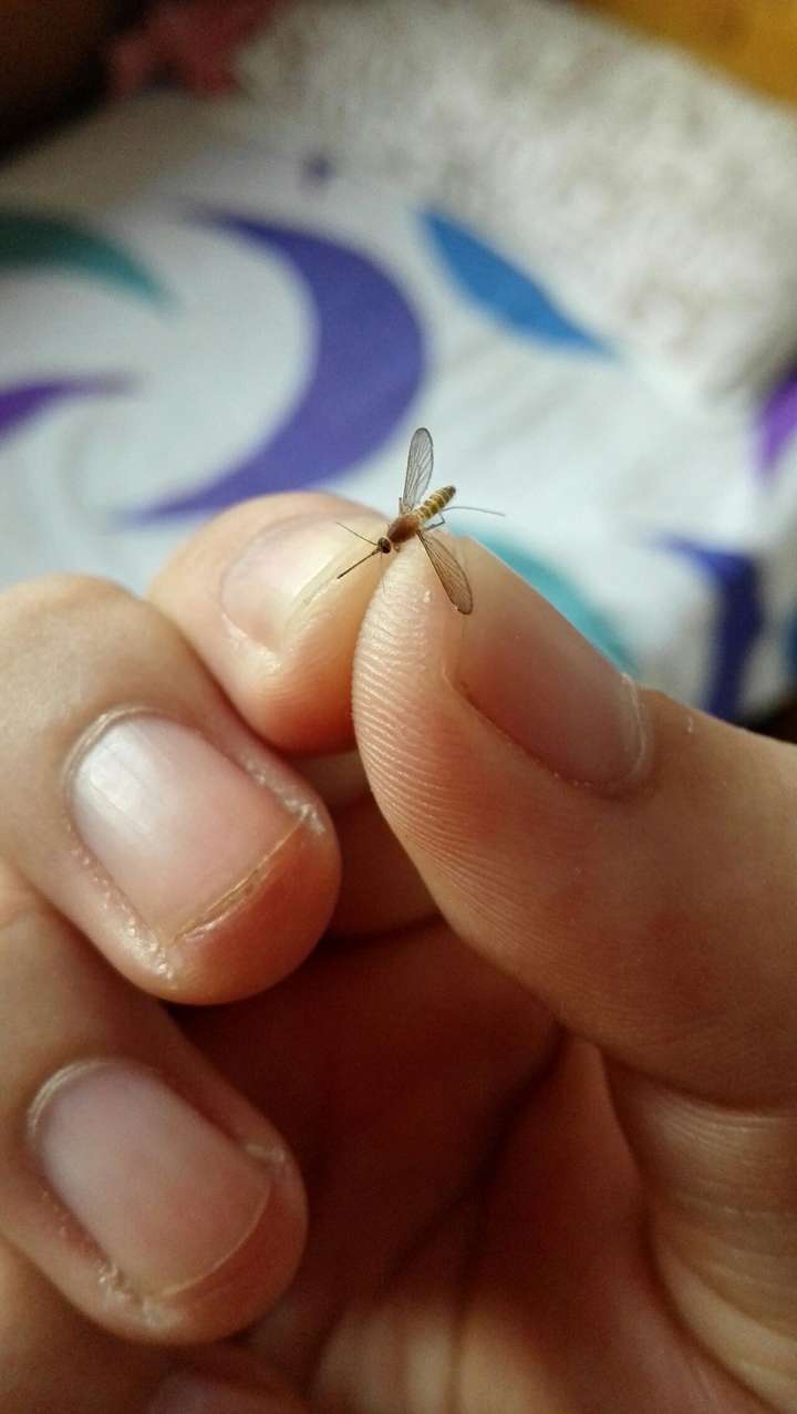 只凭单手不借助外物需达成怎么样的条件可以将蚊子拍死