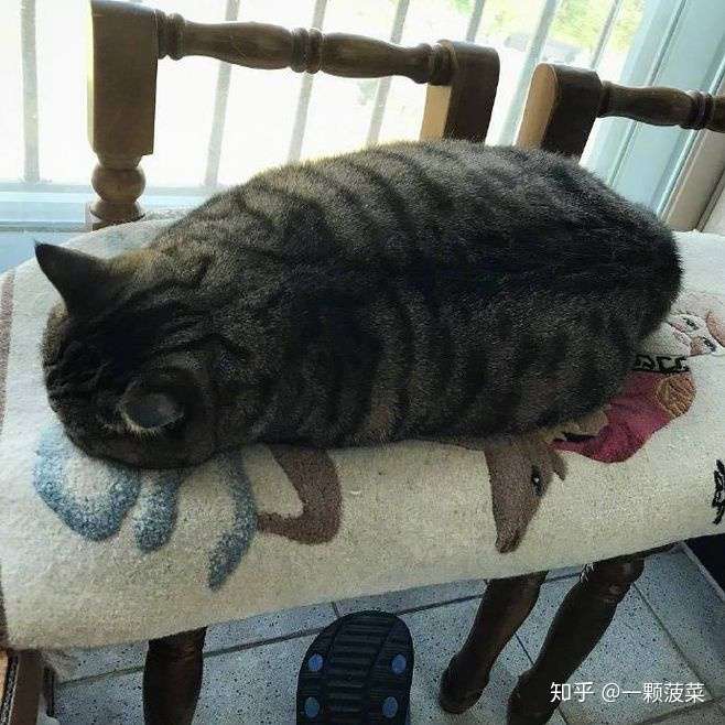 养了头海参 不知道能不能吃 哪位大神告诉我 在线等 急 知乎