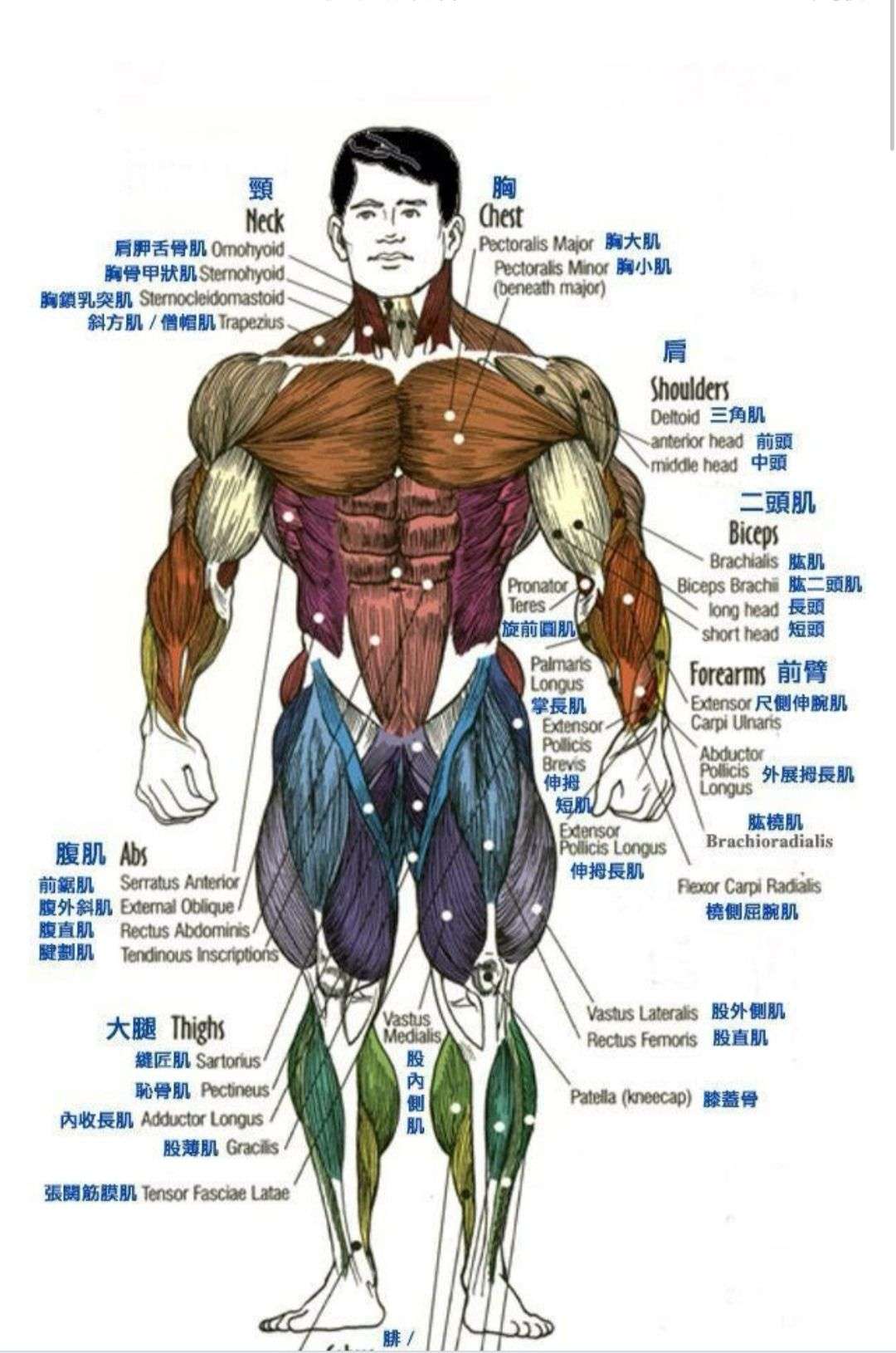 人体肌肉分布图 知乎