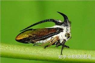 请问一下大佬这个是什么虫子?