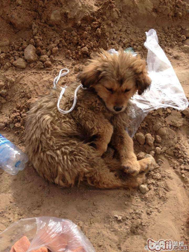 如何看待山西男子开水烫猫事件