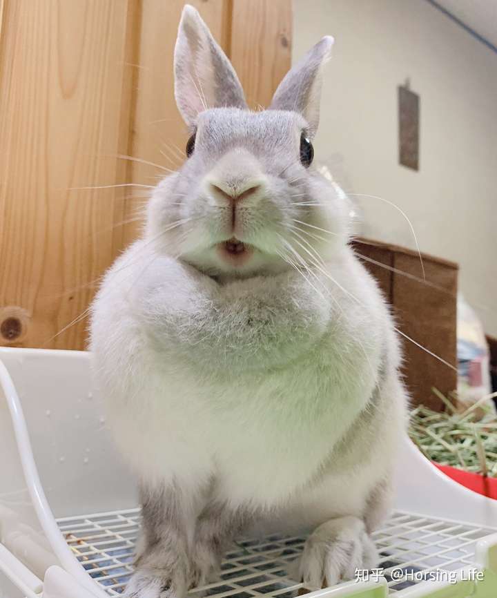 兔子的智商是多少?