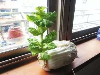 白菜居然凭空长出了油菜花 知乎