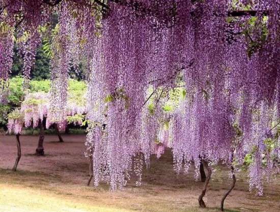 紫藤花期 4 5月盛开 赏花期长达3 4个月 知乎