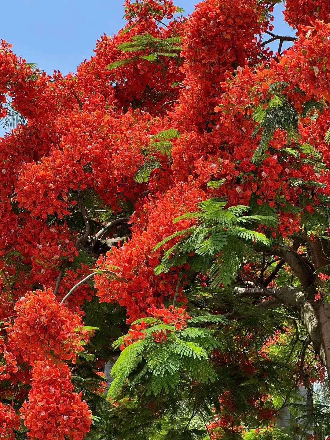 财神 的想法: 厦大凤凰花,全国独一份 | #推荐宝藏校园# - 知乎