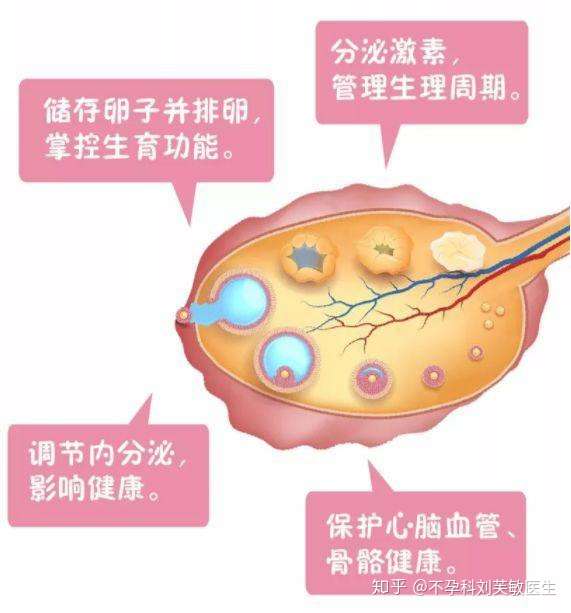 月經量過少,是子宮問題還是卵巢的問題? - 知乎