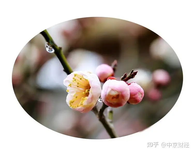 纪凯婷 梅花香自苦寒来 知乎