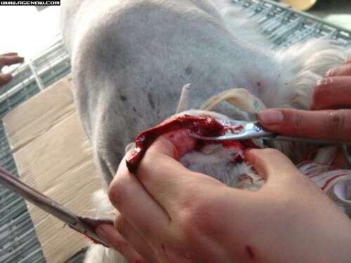 如何看待狗主人给狗切除声带的行为?