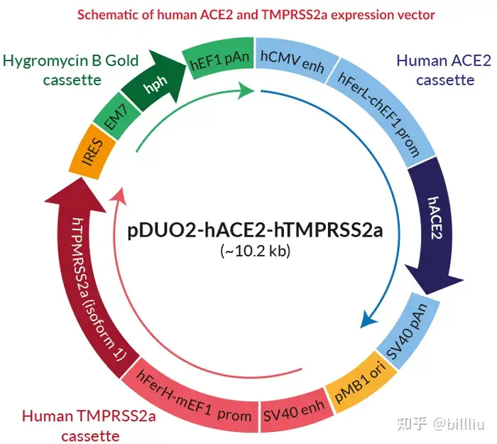 新冠病毒感染分子生物基因工程程序原理2022最新版A部分- 知乎