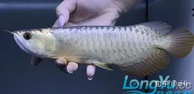 金龍魚種類有哪些？ 觀賞魚 第15張