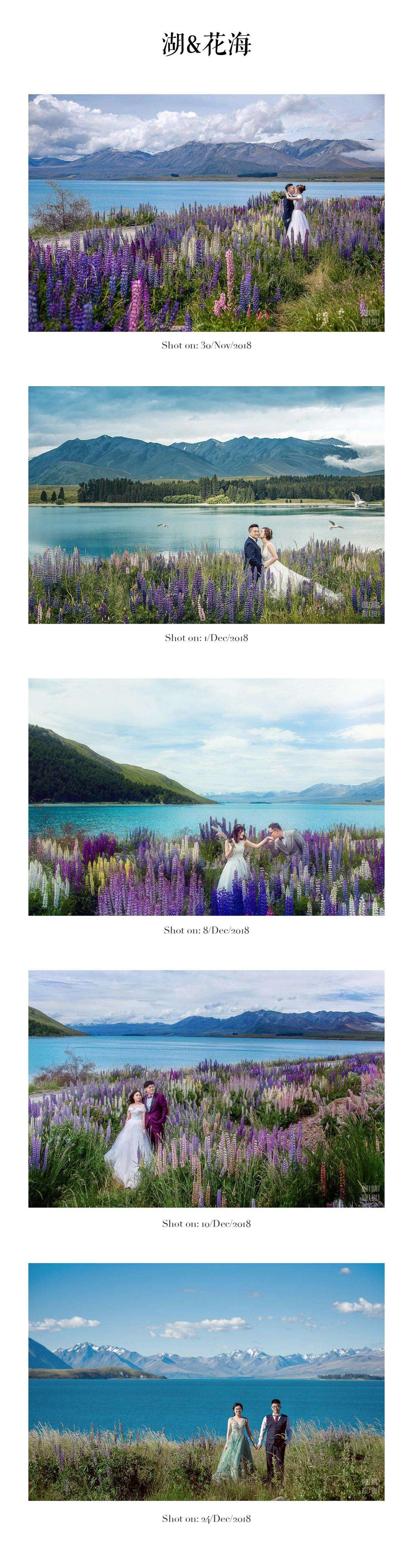 新西兰 传说中的鲁冰花 错过等一年 知乎