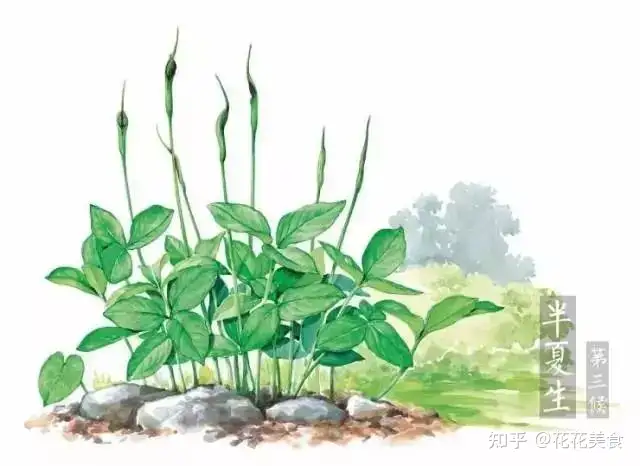 【二十四节气·夏至】日北至，日长之至，日影短至，故曰夏至