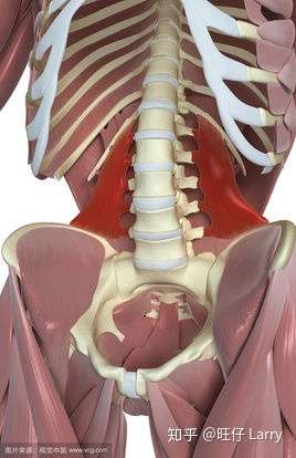 经常大重量健身的人腰部会疼吗?怎么解决的那?