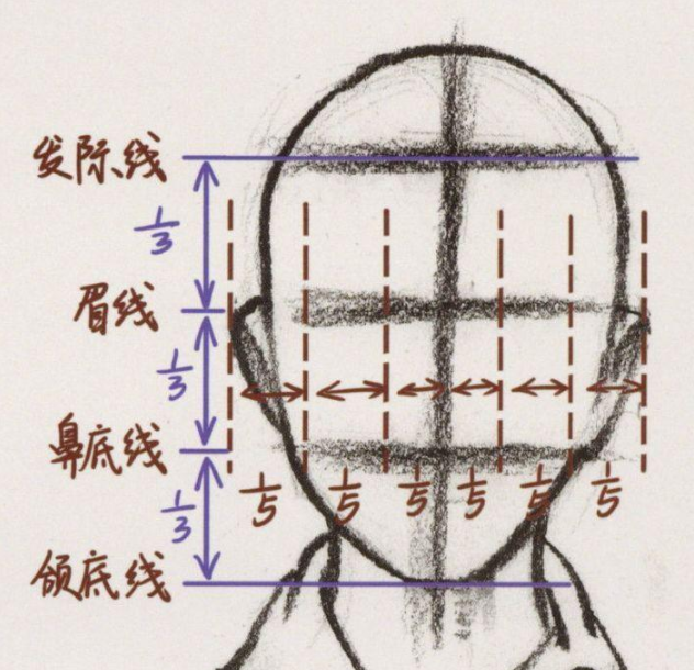 画头部要先理解头部结构,比例,什么是三庭五眼