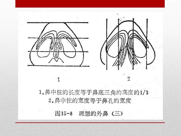 鼻部整形与美学基础 知乎