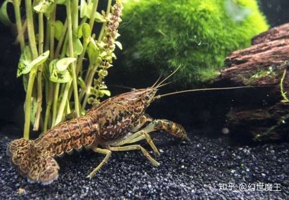 生物不能无限复制 一只虾打破自然法则 成为癌症模型 知乎