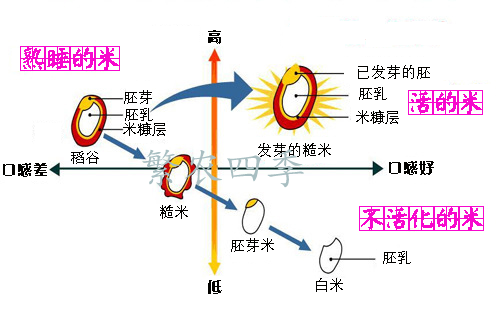 什么是胚芽米 您需要了解的 知乎