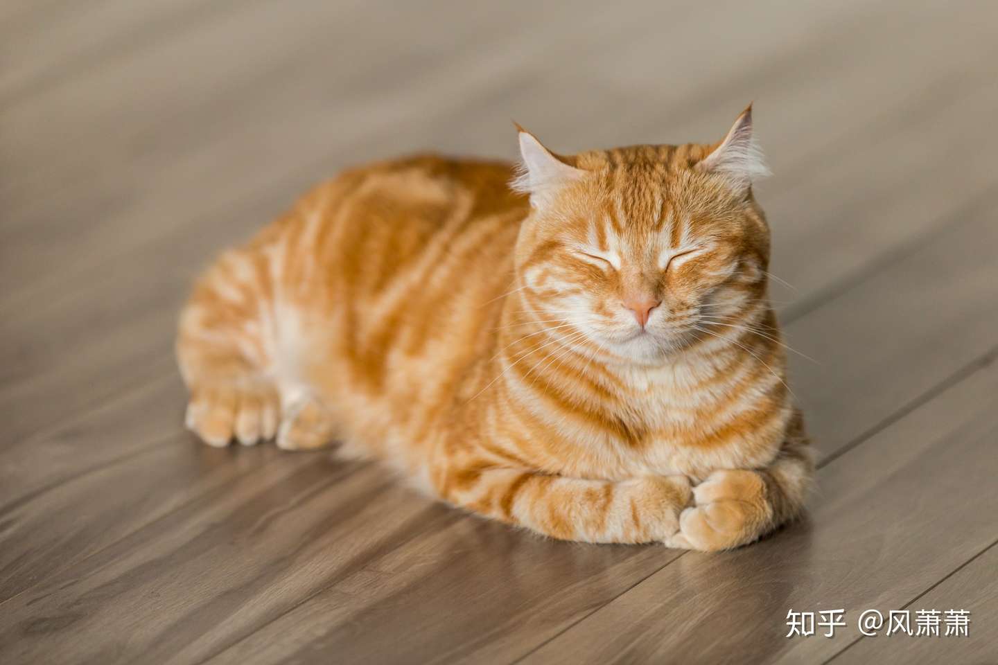 猫咪掉毛 脱发 黑下巴 那就是猫癣 知乎