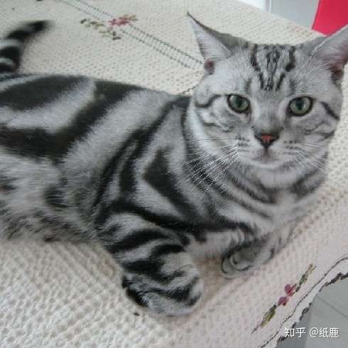 虎斑指的是美国短毛猫的一种常见花色(标斑).