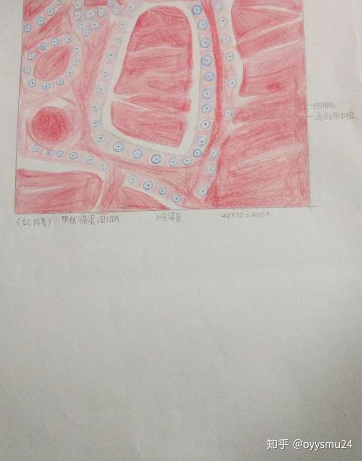 骨磨片红蓝铅笔手绘图图片