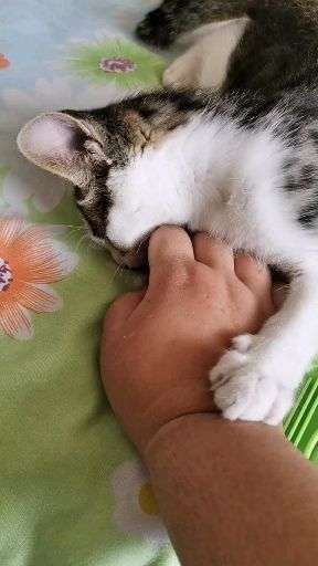 小猫扑过来咬人怎么办?