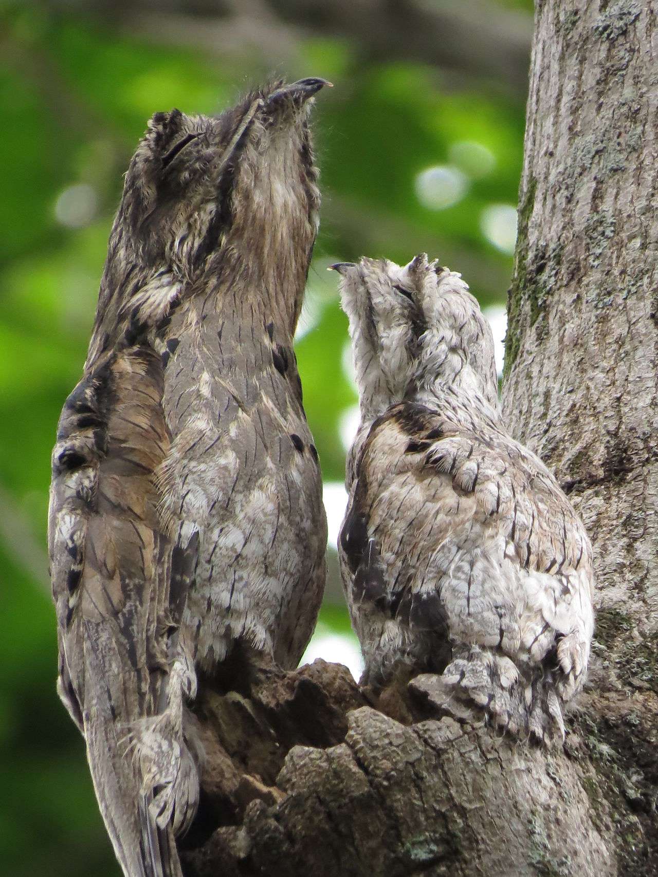 前两张是普通林鸱和它的仔仔 (nyctibius griseus) 