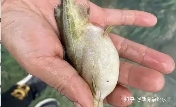 百草菌鳃康 百草益甘旦 黄颡鱼腹水病治疗方法 知乎