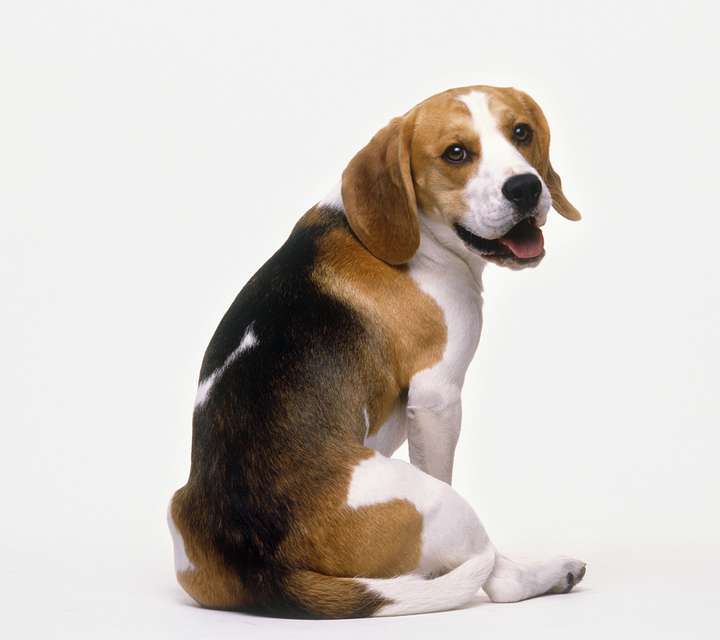 我家狗狗坐姿怎么回事?