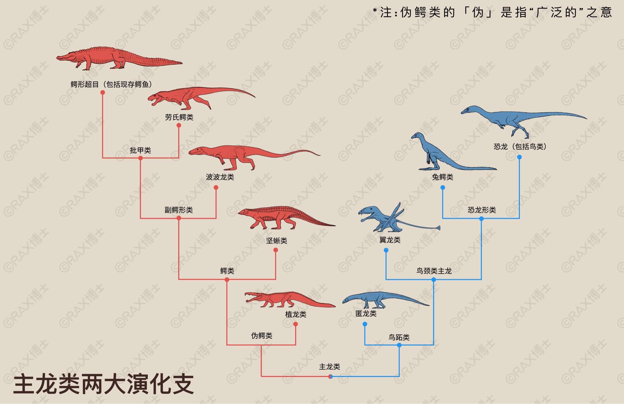 阿尔萨斯肉丸 的想法: 【主龙类演化支简明谱系图】