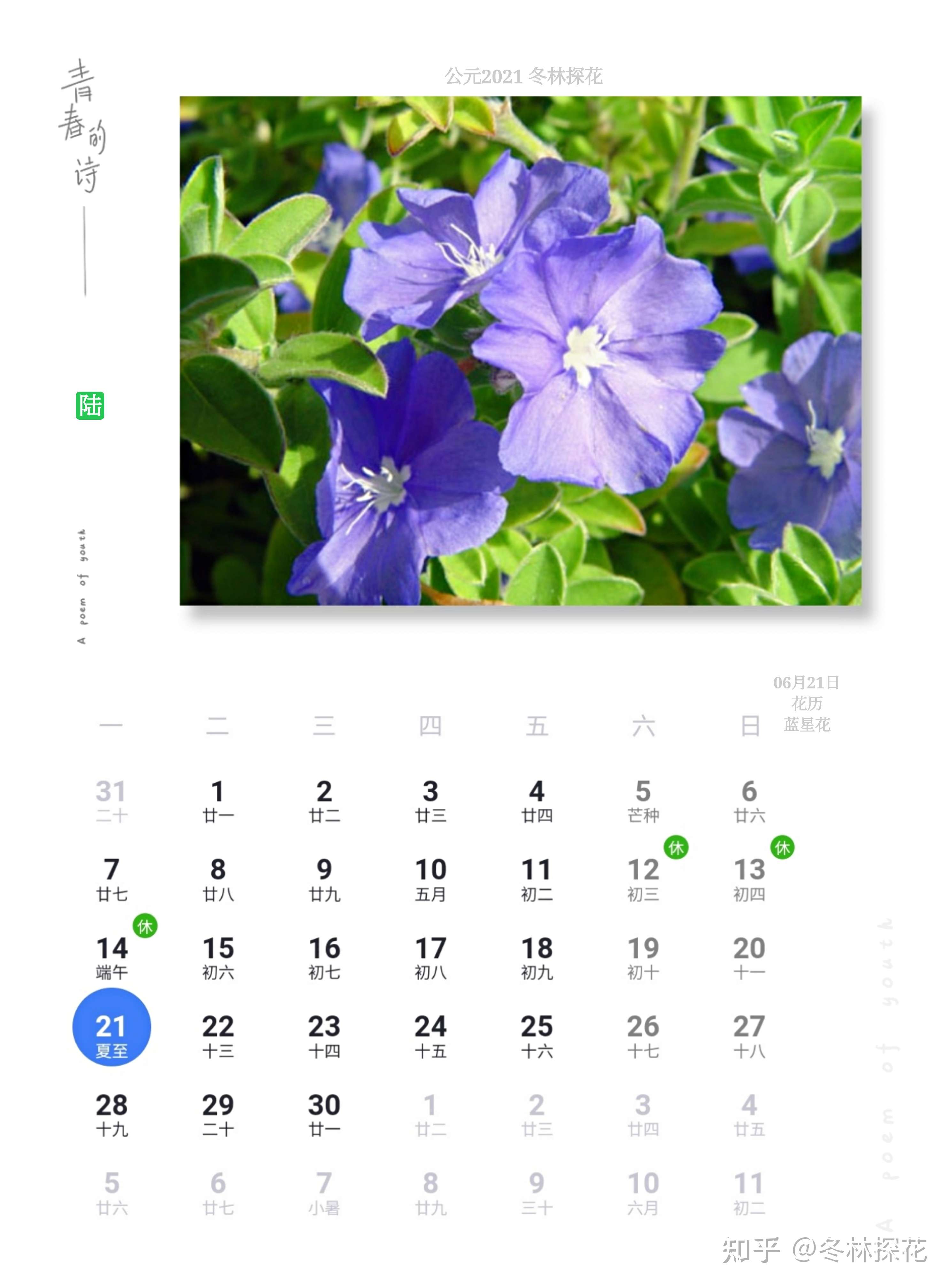 鲜花日历 的想法: 6月21日花历,蓝星花 - 知乎