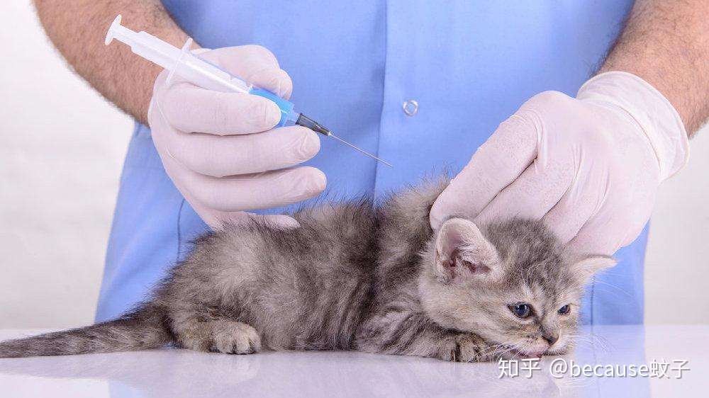 猫皮下注射步骤和注意事项（新手） - 知乎