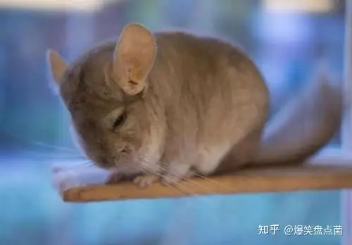 全球10大最受欢迎的宠物排行，猫咪狗子占大半，你的爱宠上榜了吗？-第9张图片-索考网