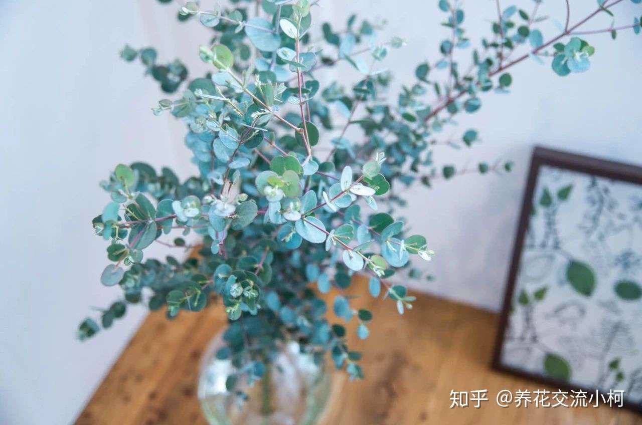 春节前后的年宵插花 买个枝条可观赏一两个月 哪一种是你最爱 知乎